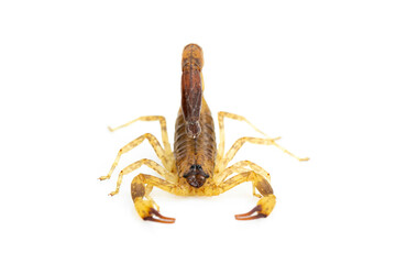 Image of brown scorpion isolated on white background. Insect. Animal.