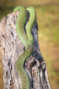 Image of Golden Tree Snake (Chrysopelea ornata) on the stump on a natural background. Reptile. Animal.