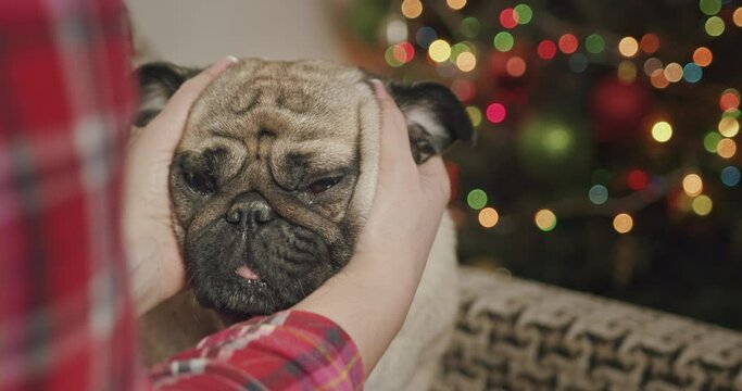 Female owner is hugging, petting, stroking her lovely cute pug dog. Making pleasant massage of ears. Funny face with relax. Christmas time. Pet love and tenderness