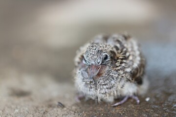 A single baby bird sitting on the ground in autumn