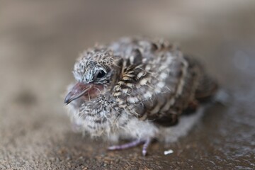 close up of a bird A single baby bird sitting on the ground in autumn