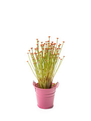 The Lachnocaulon bog button flower plant (La Ong Dao) in small pink pot on white background.