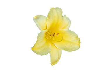 large yellow Lily flower on white background