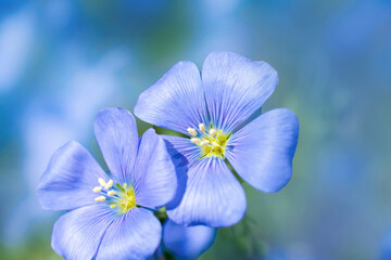 Obraz premium blue flax flowers in blue tinted close-up