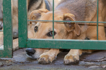 dogs locked up victims of animal abuse and abuse