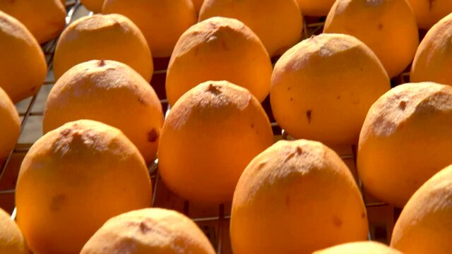 Panning view of sun exposuring dried persimmon making process in sieves in autumn.