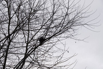 empty birdhouse in the leafless tree, animal nest,