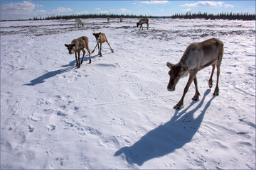 Fototapeta na wymiar A group of domesticated reindeer in the tundra. Winter, frost. Swamp, tundra landscape. North of Russia, Kola Peninsula.