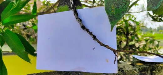 tree, trunk, leaves background for mockup concept