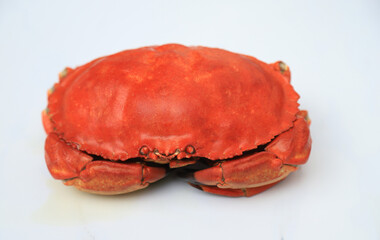 stone crab on white background for food editing content 