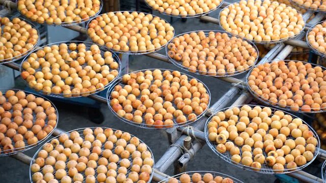 Panning view of sun exposuring dried persimmon making process in sieves in autumn.