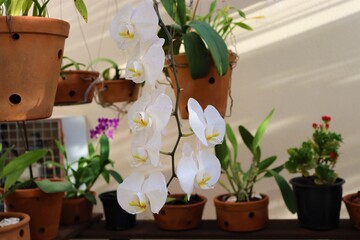 White orchids in external garden