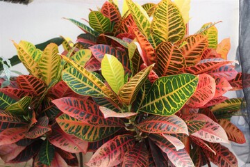Croton plant in external environment © Bruno de Luca
