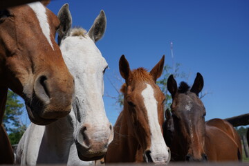 Group of Polo horses in a corral in an Argentine field. Animals.