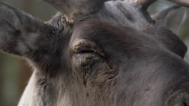Extreme close up portrait shot of sleepy Reindeer, trying not to fall asleep, in the middle of a beautiful forest