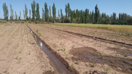 finca de olivos en sudamérica