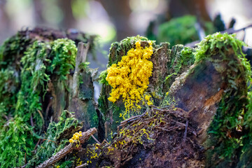 Fuligo septica (scrambled eggs) slime mold growing on a stump