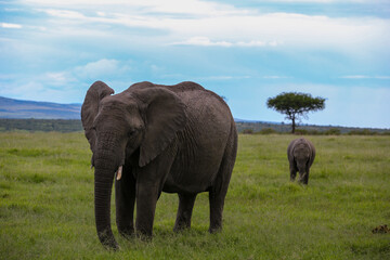 Naklejka na ściany i meble Adult and baby elephant in Kenya 
