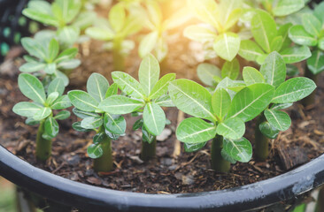 young tree Adenium in farm 