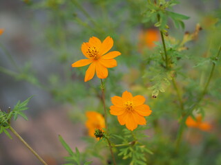 秋の黄色のコスモスの花