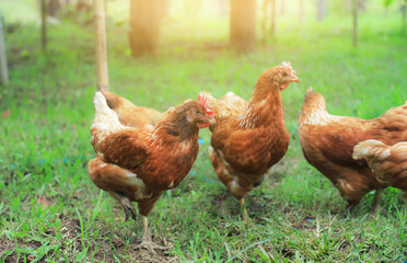 chivken playing with friends with happy in local farm 