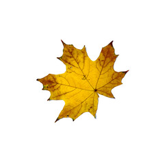 Autumn fallen maple leaf isolated on white background