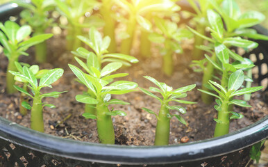 young groiwng Adenium tree planting in pot 