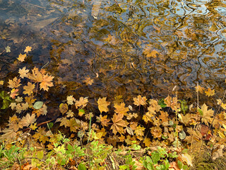 Fallen yellow maple leaves in autumn pond, selective focus