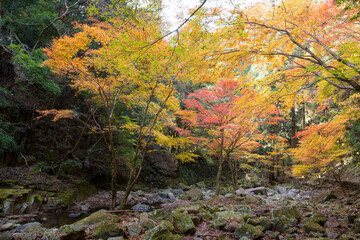 赤目渓川の秋