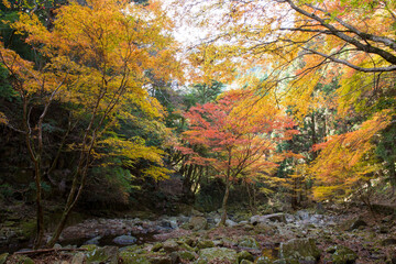 赤目渓川の秋