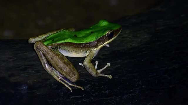 Hose's Frog, Odorrana hosii; found in the dark on a fallen log above a stream croaking and wet during a cold mountain night in Khao Laem National Park.