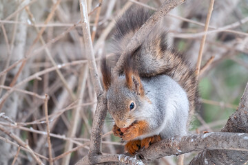 The squirrel with nut sits on tree in the winter or late autumn