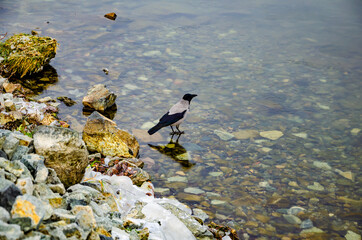 A crow on thin transparent ice.