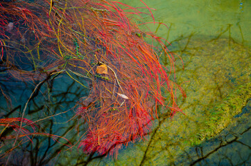 Grass and seaweed under the ice in the lake.