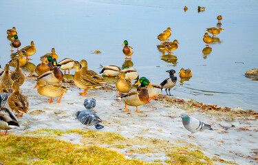 Ducks on the lake in winter.