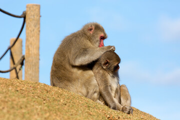 猿の親子