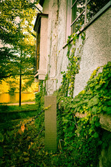 蔦のある古家と出窓