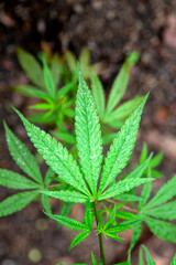 herbal cannabis leaf closeup