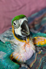Hand reared baby Blue and Gold Macaw sitting on colourful couch