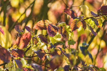 Ast mit bunten Blättern im Sonnenlicht im Herbst
