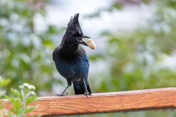 Stellers Jay bird