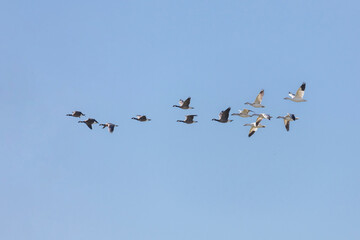 White snow goose and Canada goose