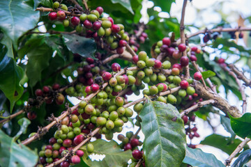 coffee plant tree,Arabicas Coffee Tree at Doi Chaang in Thailand, Coffee bean Single origin words class specialty.vintage nature background,