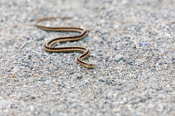 red garter snake