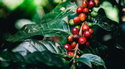 coffee plant tree,Arabicas Coffee Tree at Doi Chaang in Thailand, Coffee bean Single origin words class specialty.vintage nature background,