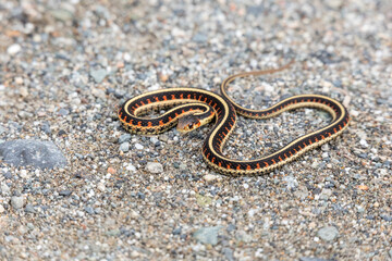 red garter snake