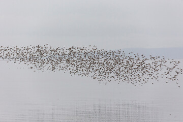 flock of dunlin shorebird - obrazy, fototapety, plakaty