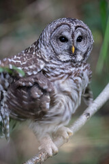 Barred Owl bird