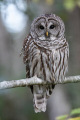 Barred Owl bird
