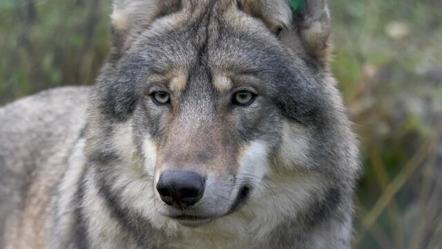 Majestic Eurasian Scandinavian Grey Wolf looking around amidst cold forest - Close up portrait